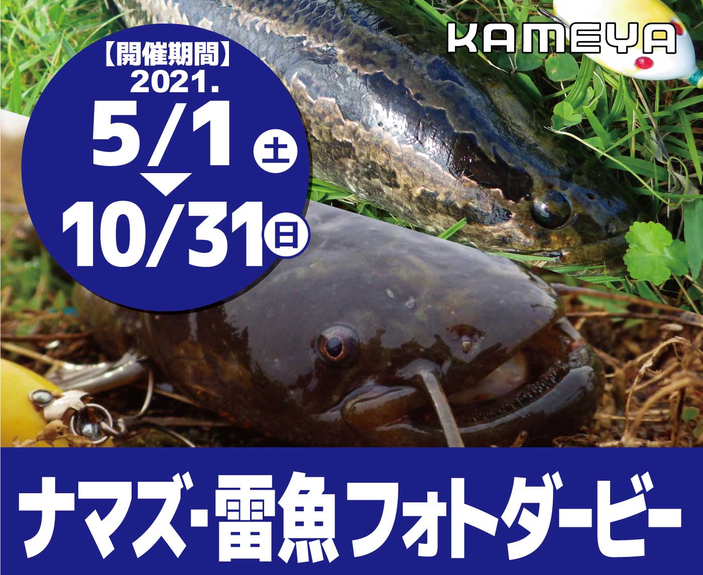 岡山妹尾店 ナマズ 雷魚 フォトダービー かめや釣具